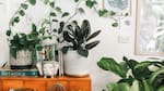 Plantas ideales para estantes: cómo sumar verde al hogar de forma equilibrada sin saturar el ambiente
