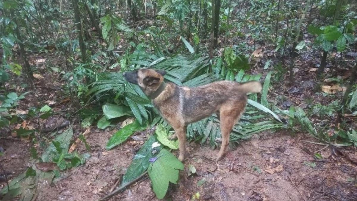 Wilson, el perro clave en el hallazgo con vida de los cuatro niños en Colombia. Foto: Twitter.