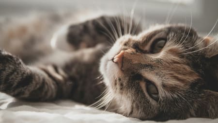 Los gatos son animales con un amplio repertorio vocal. Foto: Unsplash.