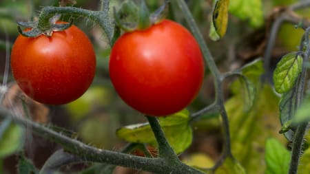Primavera, la época ideal para plantar tomates cherry: consejos útiles para una gran producción en casa