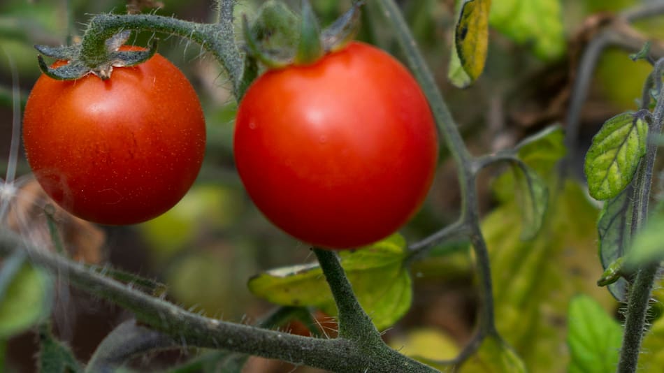 Tomates cherry.
