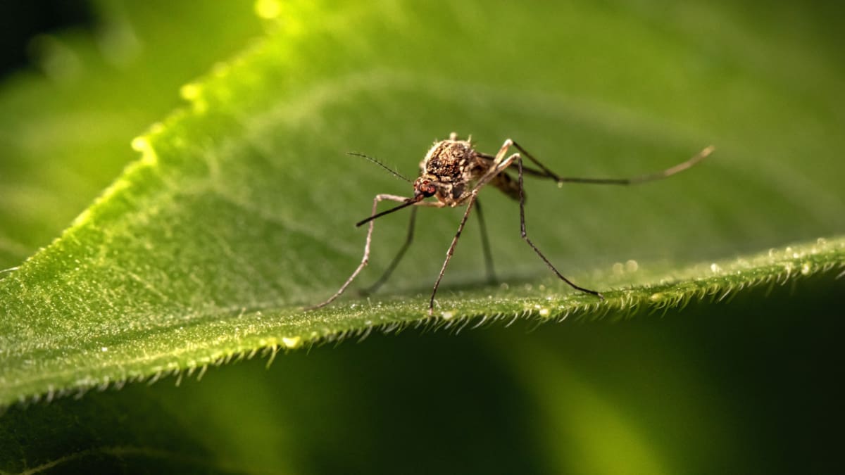 Mosquitos. Unsplash