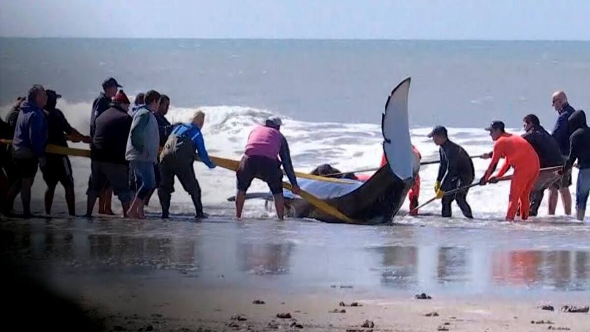Orcas varadas en Mar Chiquita
