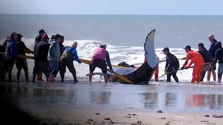 Orcas varadas en Mar Chiquita