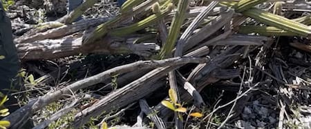 El cactus arbóreo de Cayo Largo en Florida sufre la extinción. Foto: captura de video.