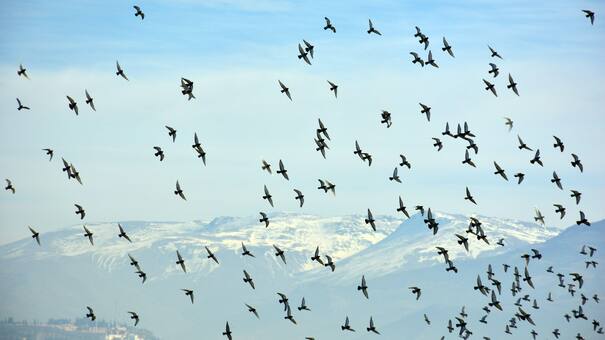 ''Pastillas anticonceptivas para palomas": la insólita medida de Bruselas para controlar las plagas urbanas