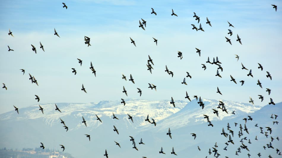 Plagas de palomas urbanas en Bruselas. Foto Alamy.