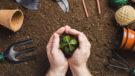 ¿Cuáles son las plantas que más conviene tener en tu hogar?