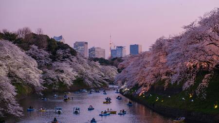 Árboles de sakura. Fuente: Unsplash