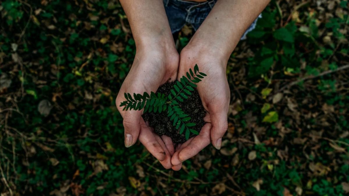 Energía limpia. Foto: Unsplash.