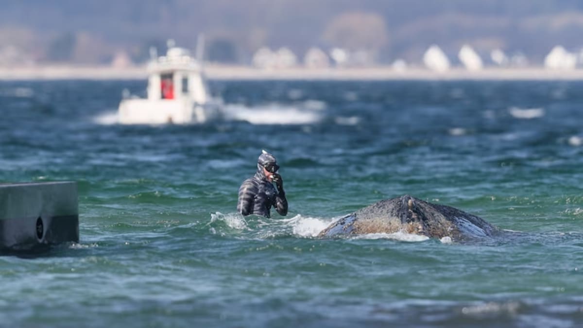Triste noticia: hallaron muerta a “Timmy”, la ballena jorobada que había sido rescatada tras quedar varada durante semanas