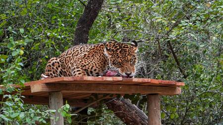 La yaguareté Nalá, liberada en el Parque Nacional El Impenetrable. Foto: argentina.org.ar