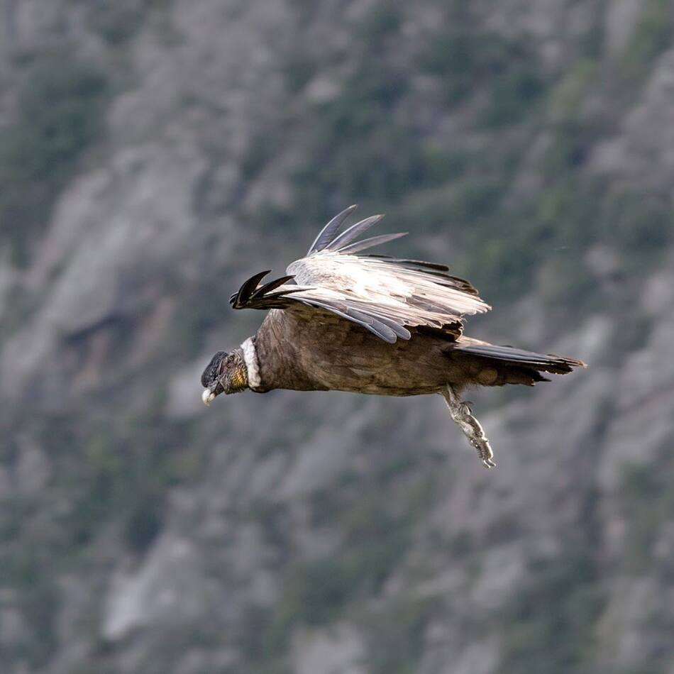 Parque Nacional Quebrada del Condorito