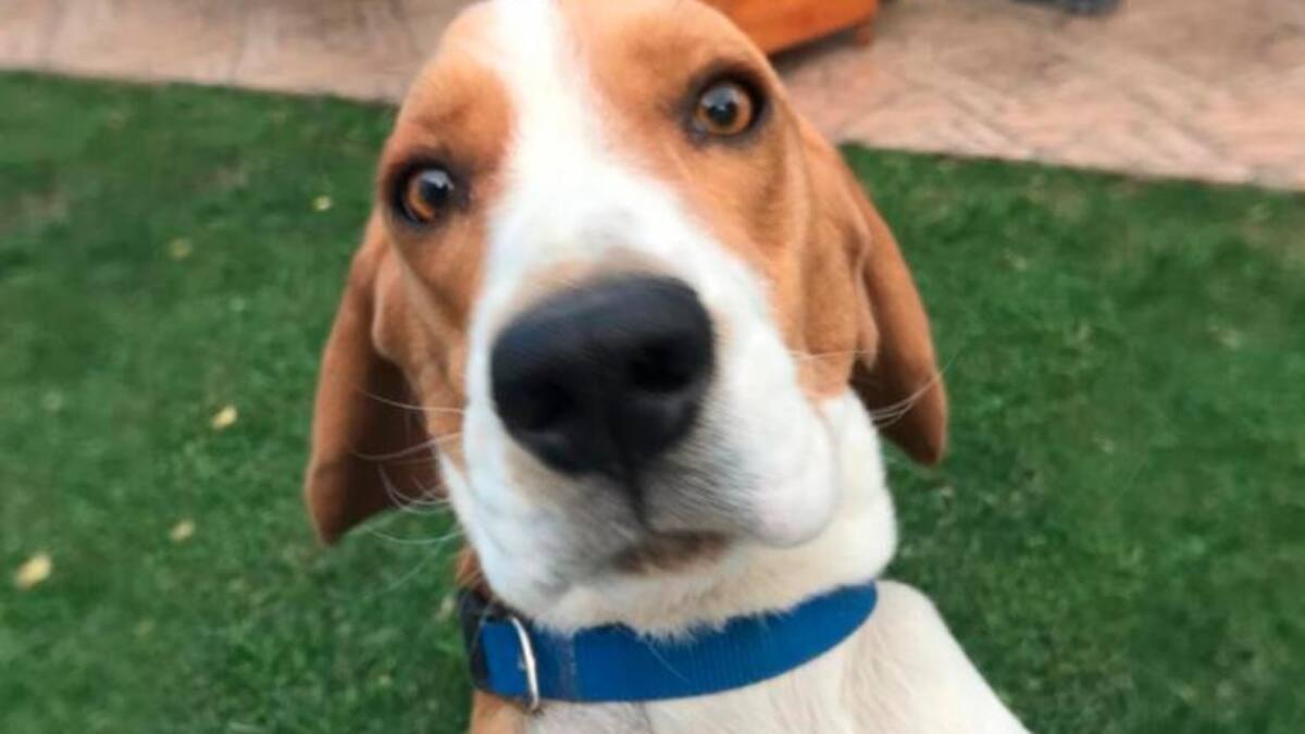 Mascotas, perro, foto NA
