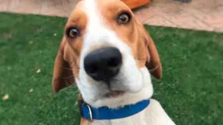 Mascotas, perro, foto NA