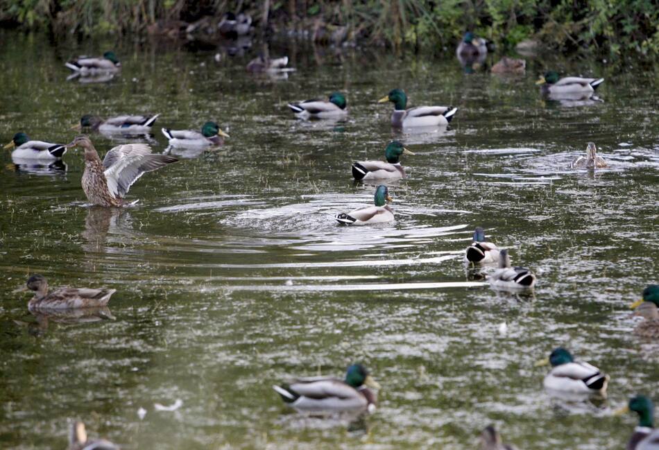 Especies migratorias. Foto EFE,
