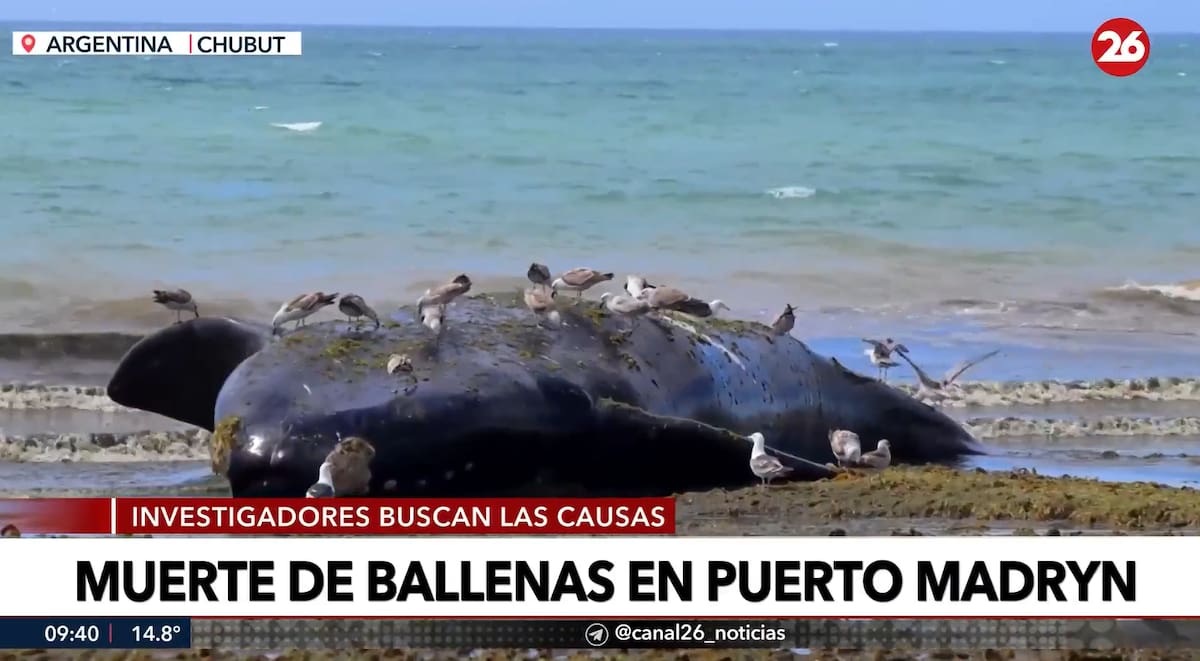 Ballenas muertas en Puerto Madryn.