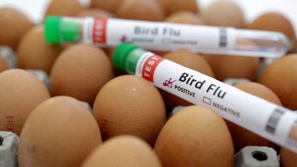 Gripe aviar. Foto: Reuters.
