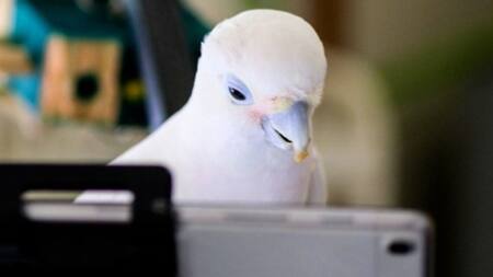 Los loros pueden interactuar por videollamada. Fuente: Northeastern University