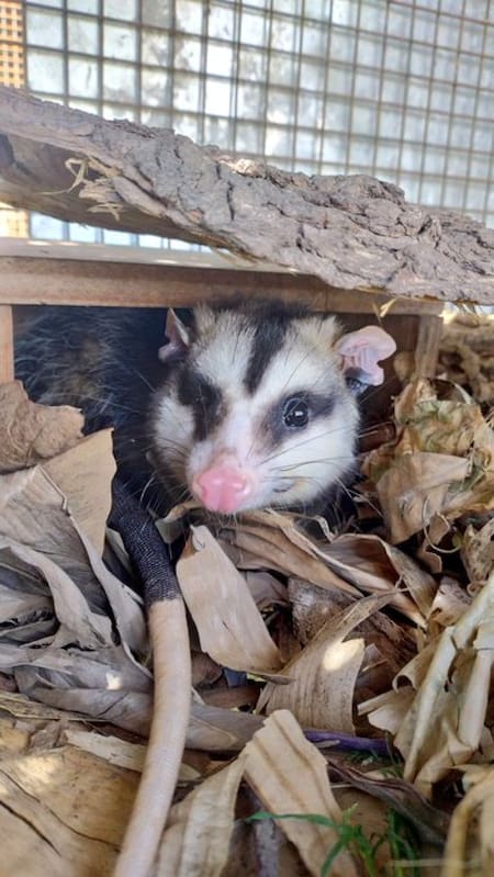 Zarigüeya. Foto X @aaguvolpato