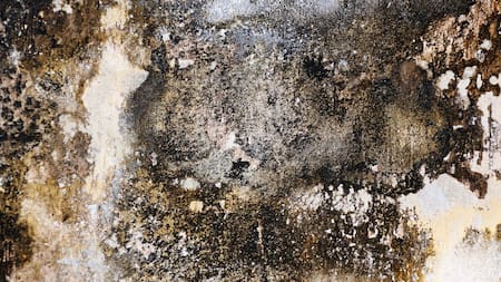 Hongos en la pared. Foto: pixabay