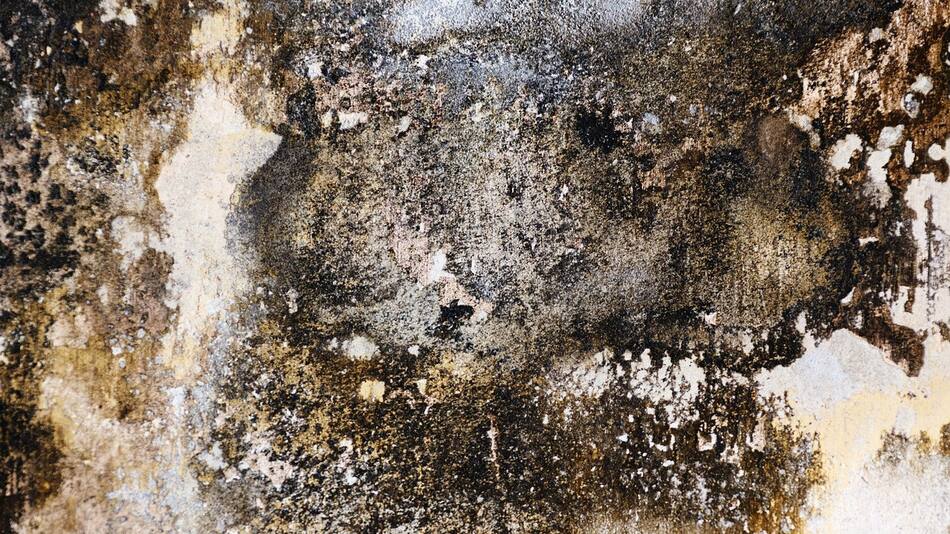 Hongos en la pared. Foto: pixabay