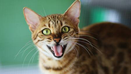 Las razas de gatos que no se recomiendan en dueños primerizos. Foto Unsplash