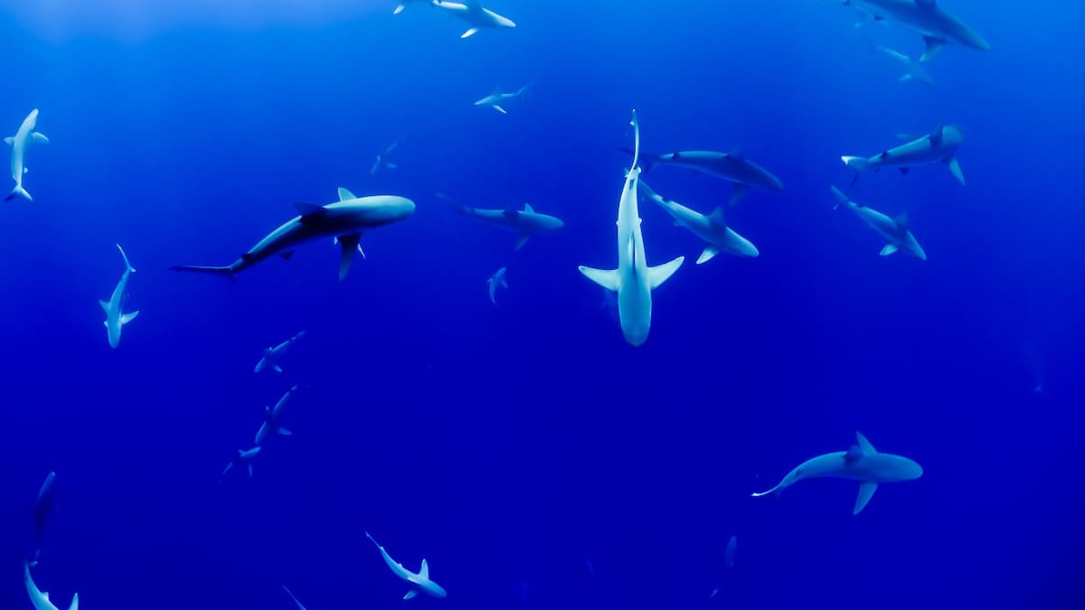 Tiburones. Foto: Unsplash