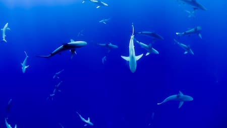 Tiburones. Foto: Unsplash