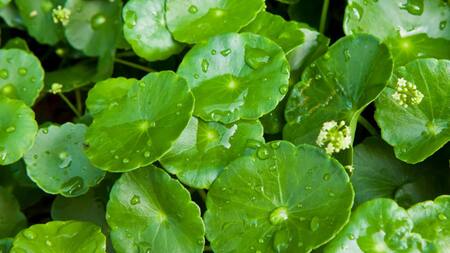 Centella Asiática planta - Foto: Google