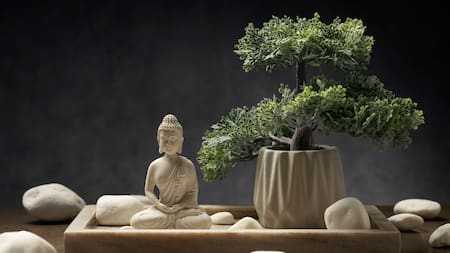 El truco de la abundancia en tu jardín: cómo transformar un árbol de jade en un bonsái