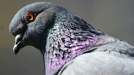 ¿Cómo ahuyentar las palomas del hogar sin hacerles daño?