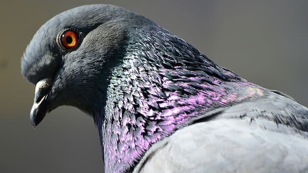 El truco fácil y casero para ahuyentar las palomas de balcones, ventanas y terrazas