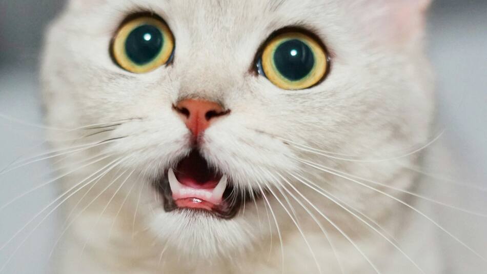 Gatos. Foto Unsplash.