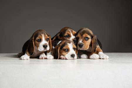 Cachorritos, perros. Foto Pixabay