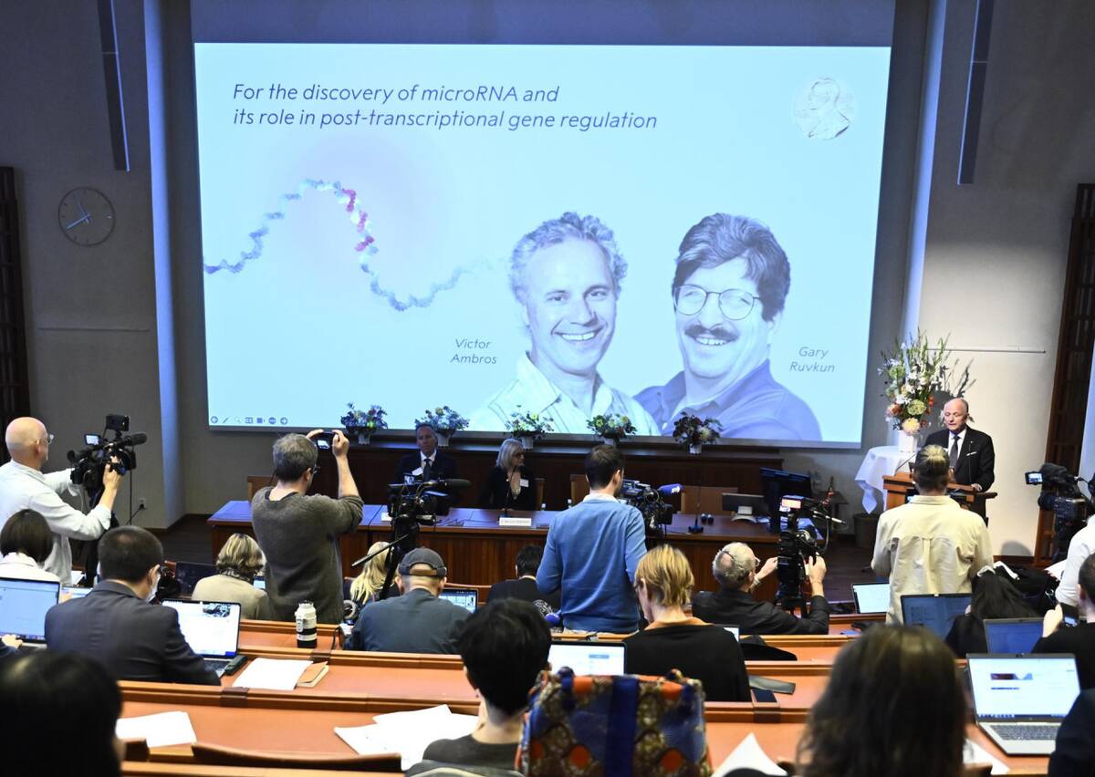 Gary Ruvkun y Víctor Ambros ganaron el Premio Nobel de Fisiología o Medicina 2024. Foto: EFE.