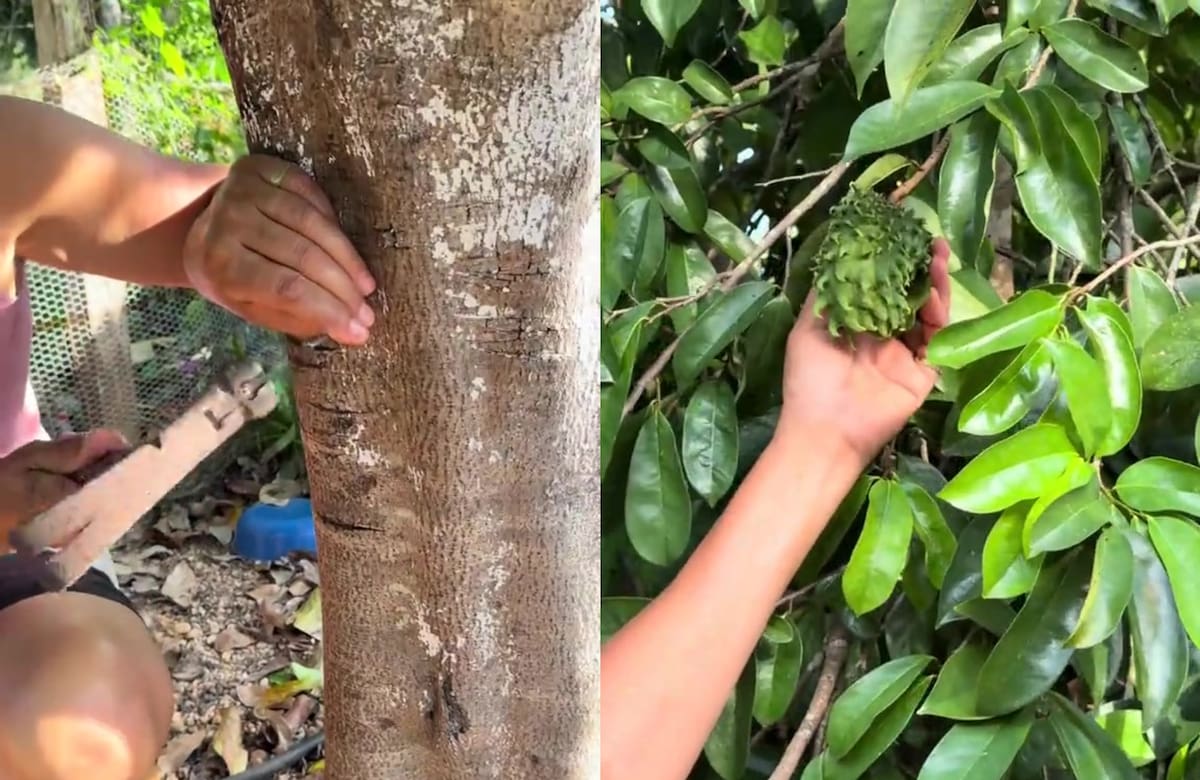 Mariluz del Campo enseña cómo colocar un clavo en un árbol frutal.