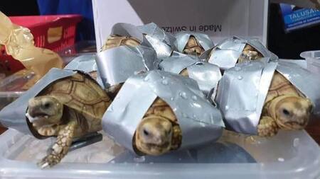 Tortugas - Aeropuerto Filipinas