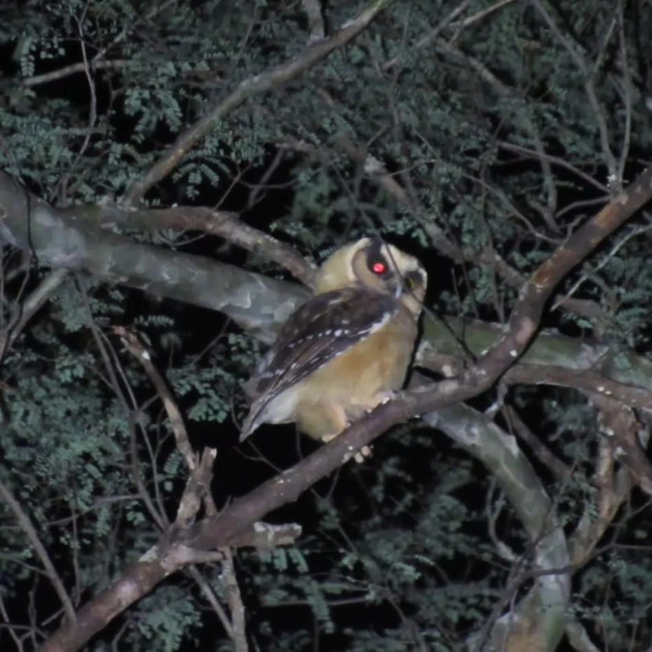El registro de la lechuza en el Parque Nacional El Impenetrable. Foto: Noticias Ambientales.