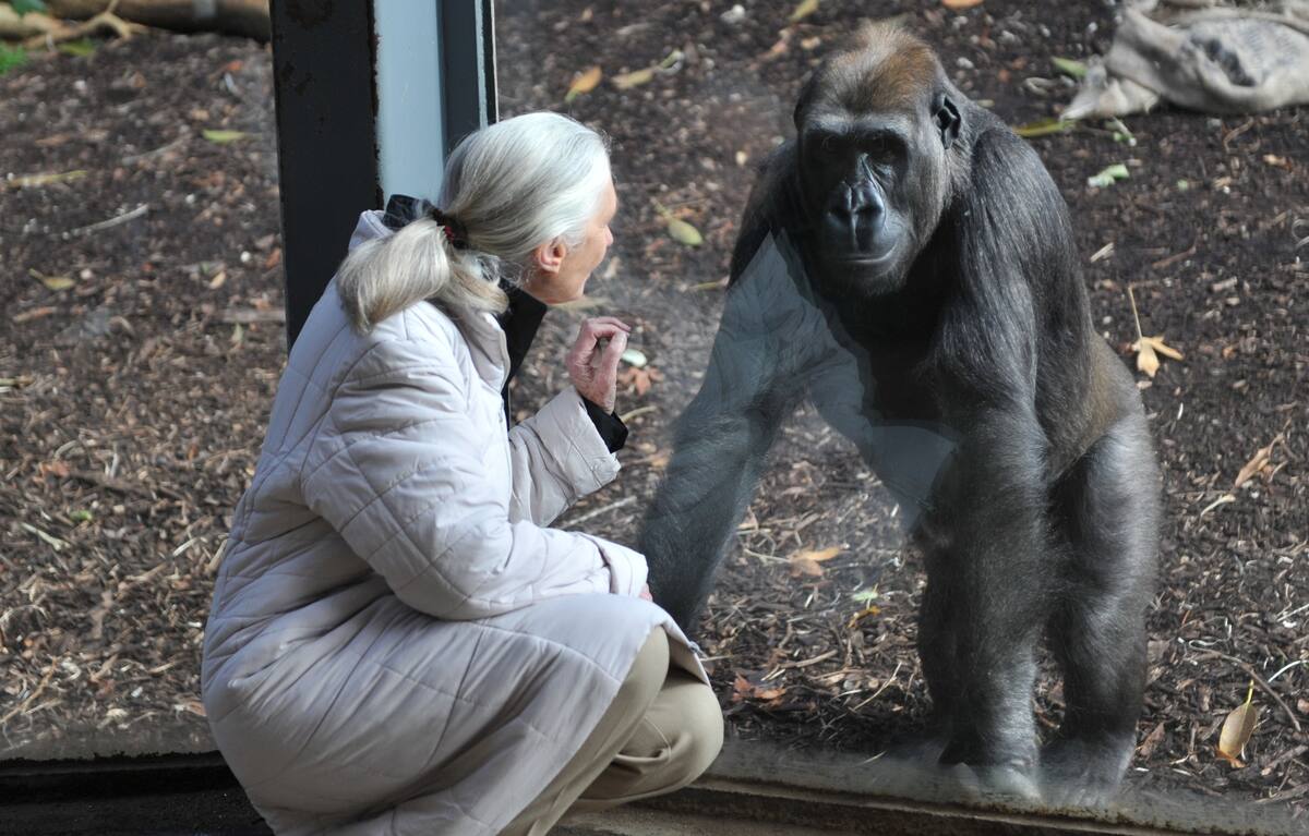 Jane Goodall.