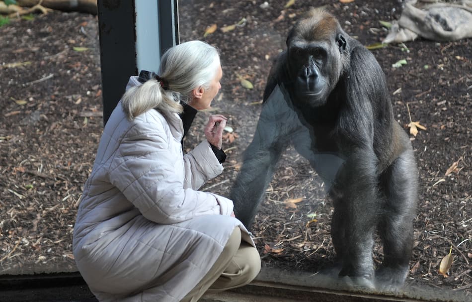 Jane Goodall.