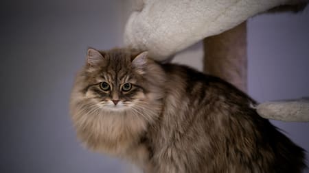 Gato raza Siberiano. Foto: Unsplash.