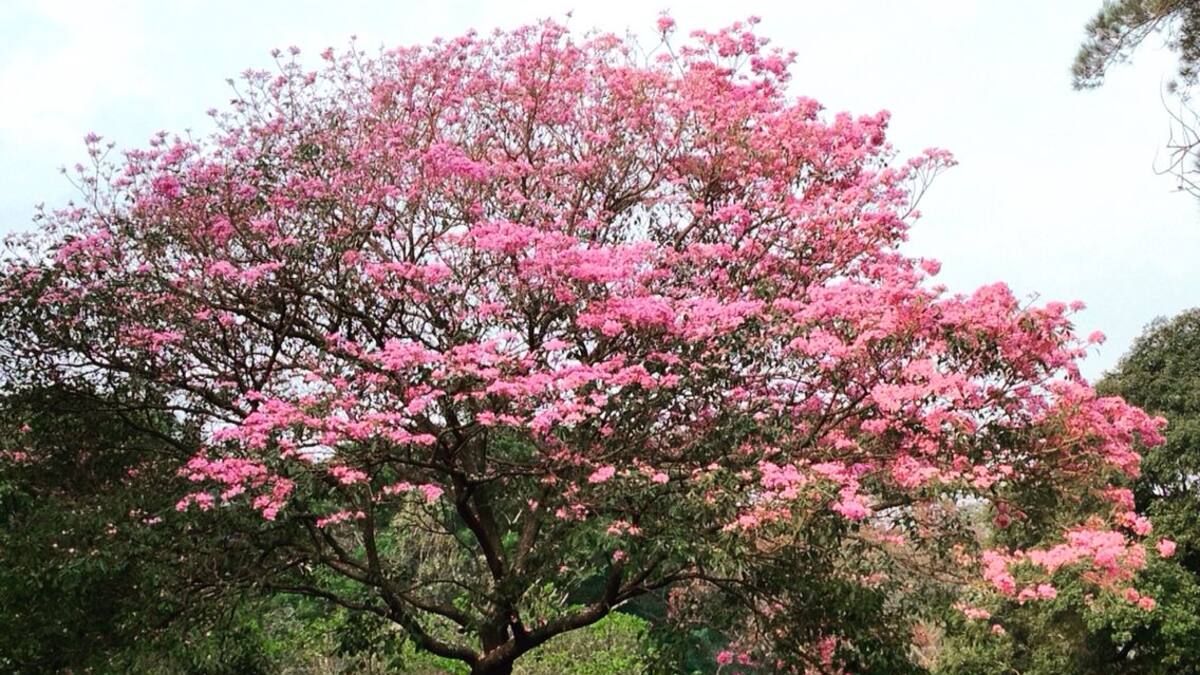 Lapacho rosado