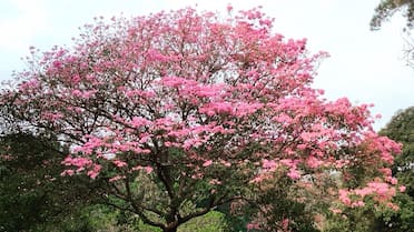 Un jardín lleno de aroma y color: el árbol ideal para decorar el hogar que requiere pocos cuidados en verano