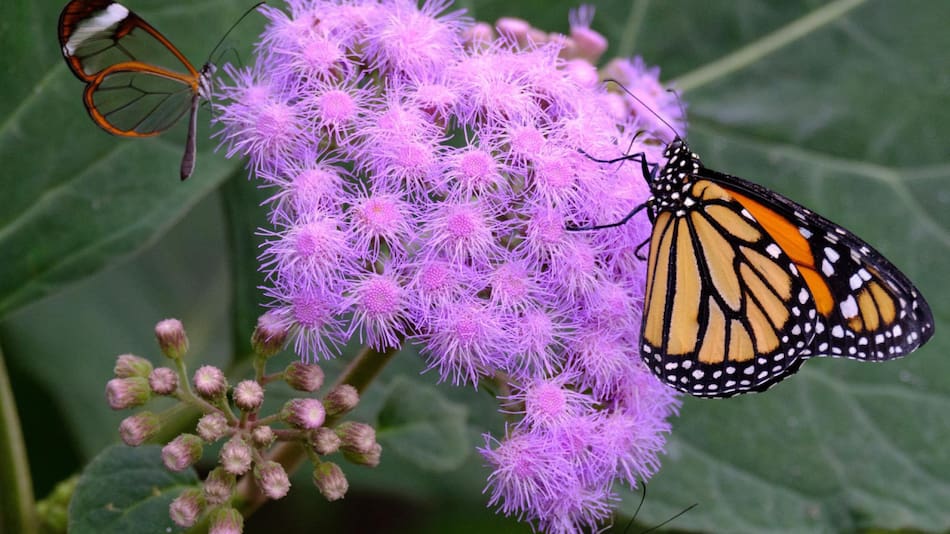 Mariposa monarca. Foto EFE.