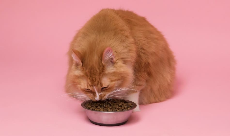 Gatos. Foto Unsplash.