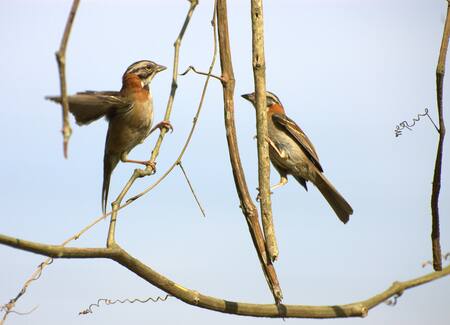 Chingolo, ave. Foto: Wikipedia