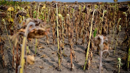 Sequía en Europa. Foto: EFE
