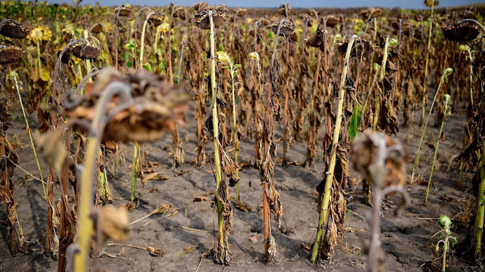 Sequía en Europa. Foto: EFE