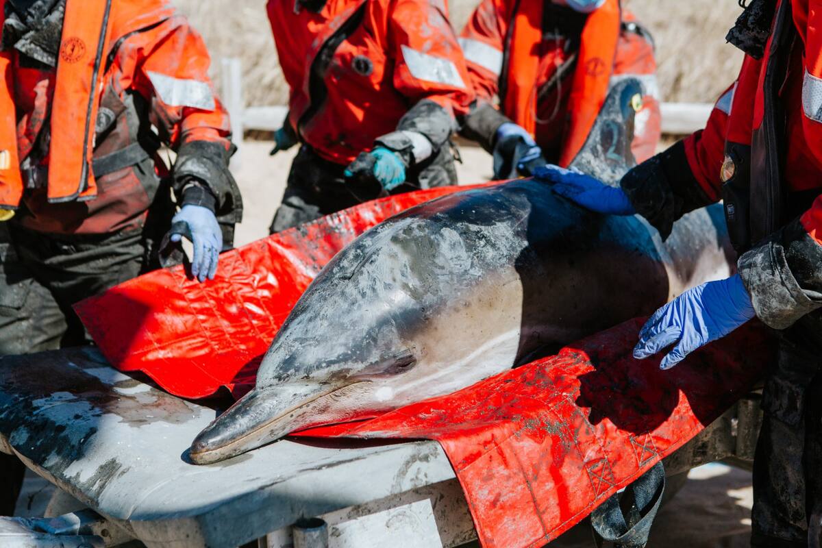 Rehabilitación para delfines. Foto: IFAW.